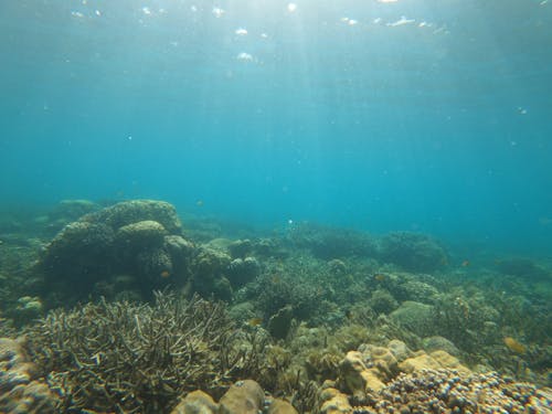 Free Бесплатное стоковое фото с акваланг, глубокий, кораллы Stock Photo