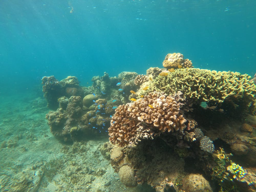 A Coral Reef Underwater