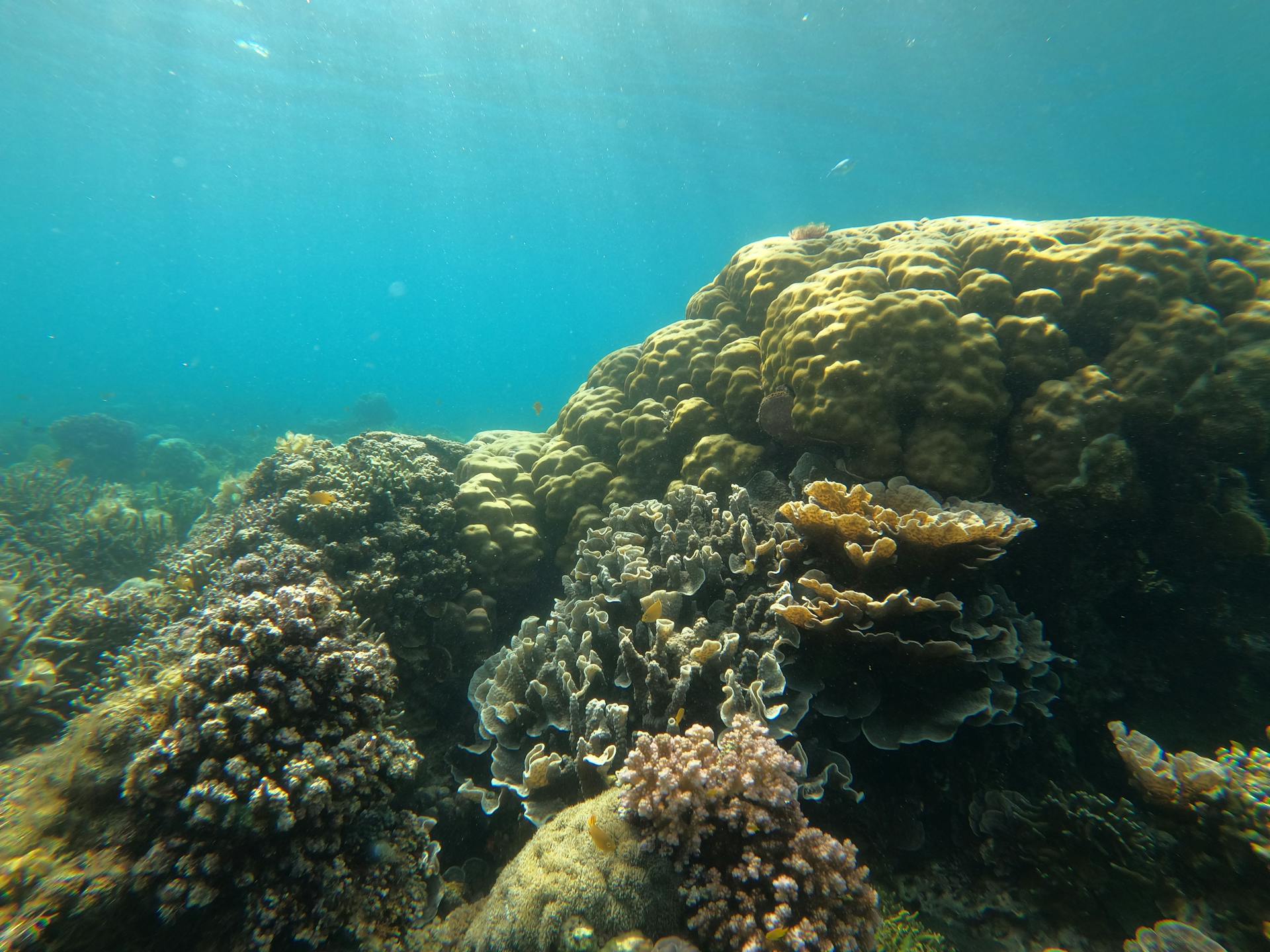 Explore the vibrant marine life of a colorful coral reef in the Philippines' clear ocean waters.