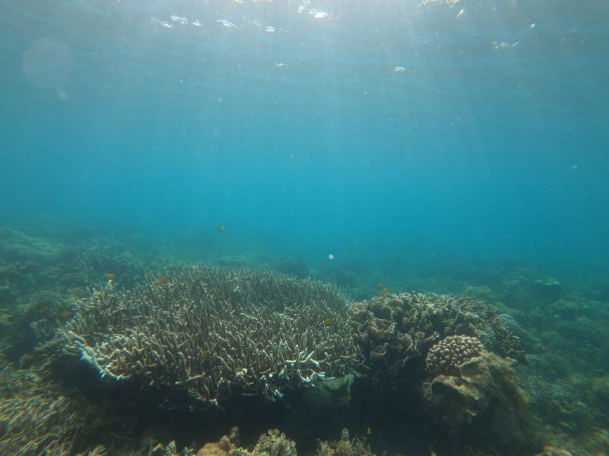 Keindahan Bawah Laut Sinyaunyau: Menyelami Ekosistem Terumbu Karang yang Lestari