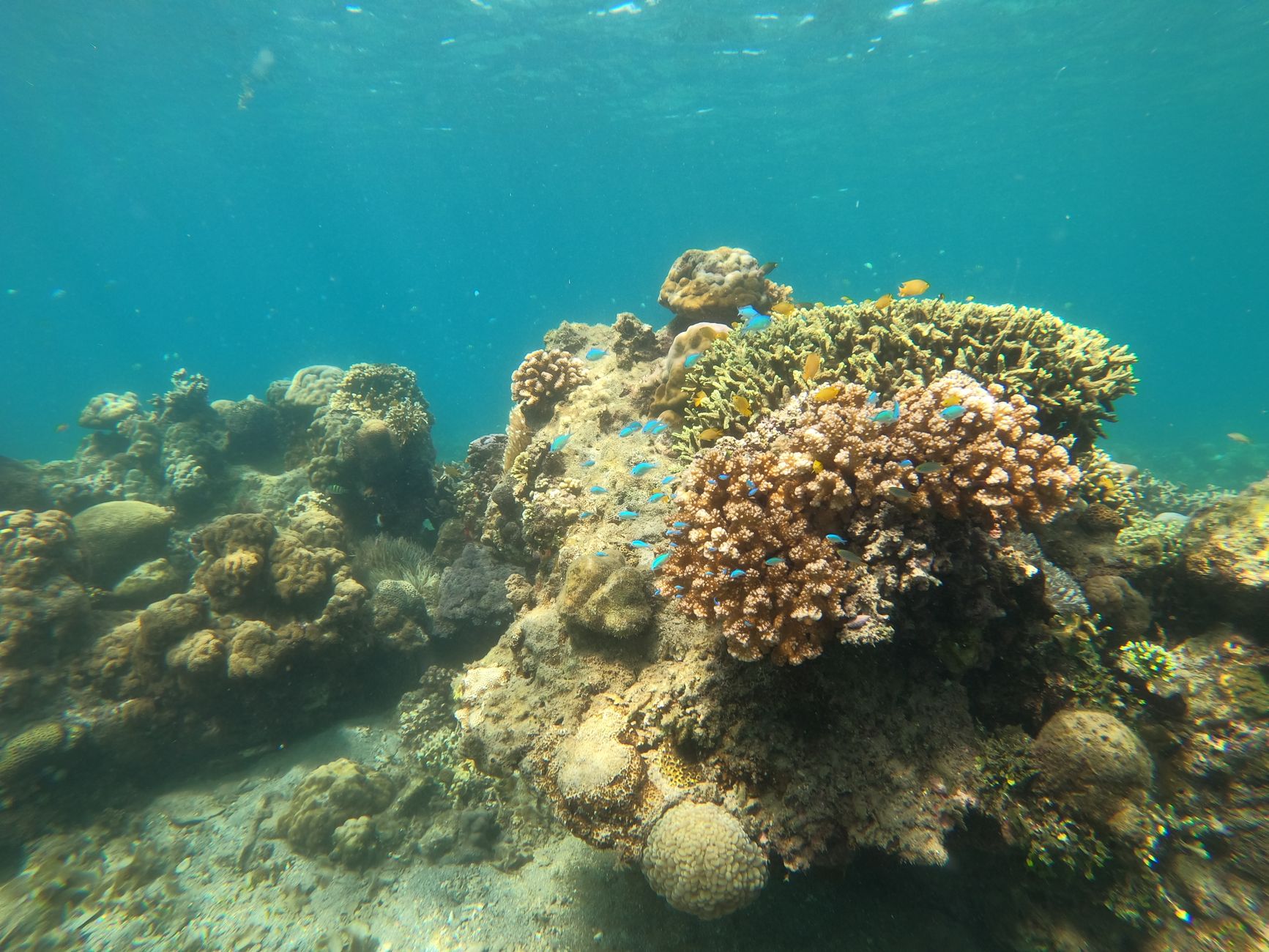 Snorkelen in Amed Bali