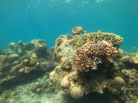 Explore the vibrant coral reefs of San Jose, Philippines, showcasing marine biodiversity.