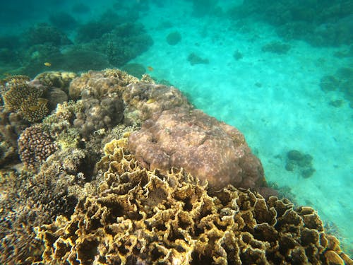 無料 サンゴ, サンゴ礁, 水中の無料の写真素材 写真素材