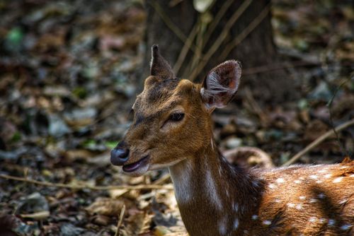 Free A detailed close-up view of a young deer resting in a woodland setting, showcasing its natural beauty. Stock Photo