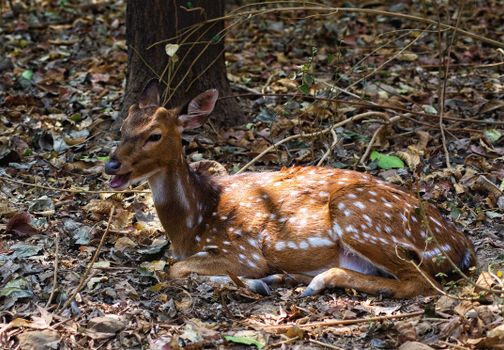 A Deer Lying on the Ground in a Forest 