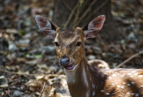 Free Close-up of a spotted deer in natural forest setting, showcasing wildlife beauty. Stock Photo