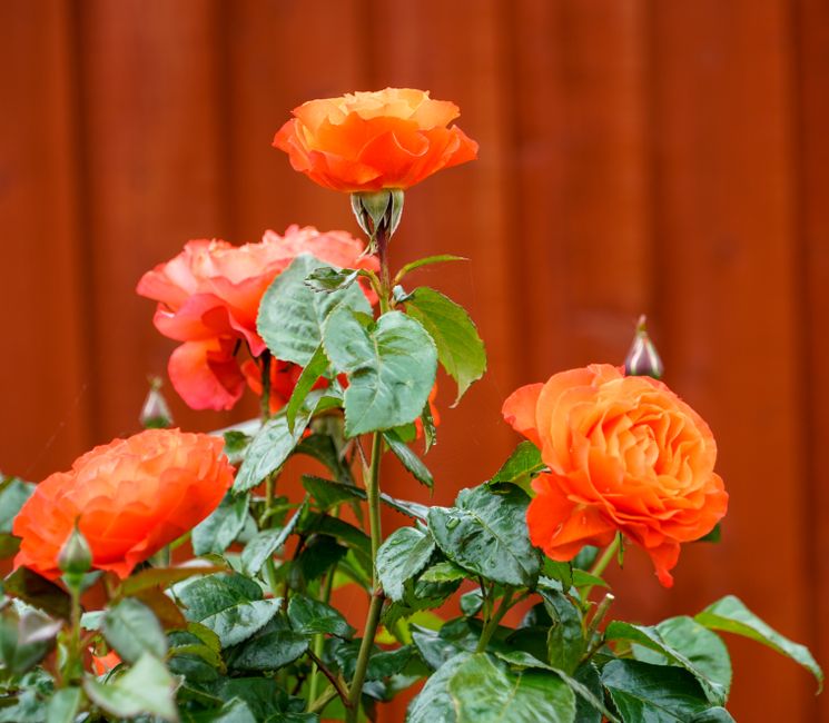 Rosier Lady of Shalott