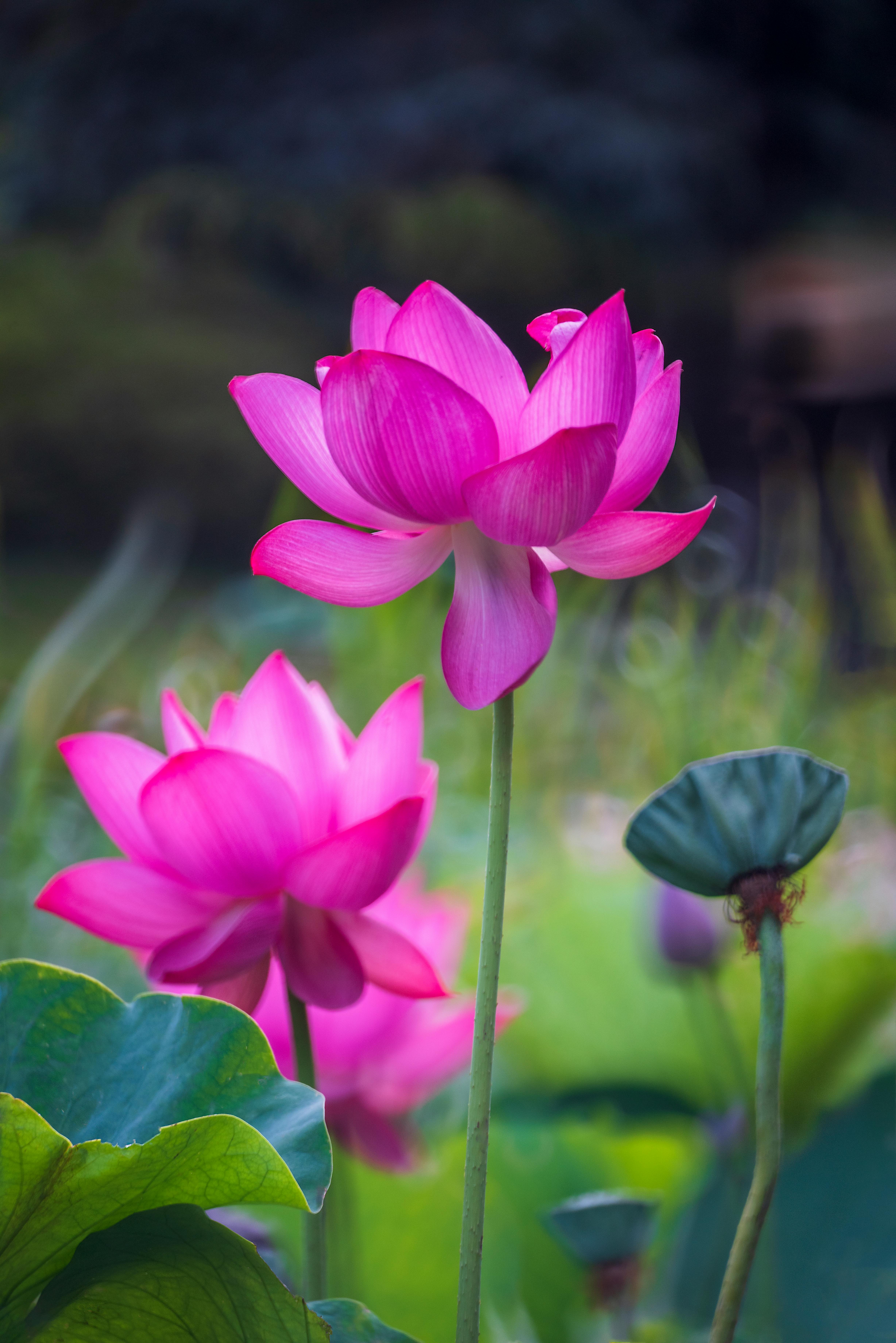 100,000+ Best Water Lilies Photos · 100 Free Download · Pexels Stock