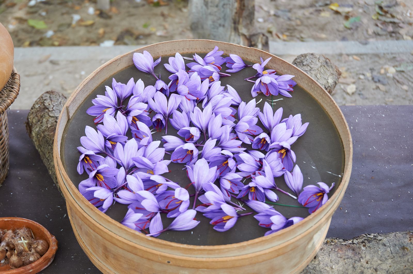 Saffron crocus flowers — Afghan saffron heritage and terroir