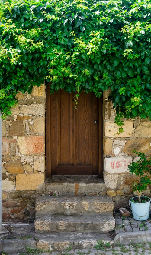 Lush Foliage of Ivy on House Facade