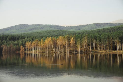 Autumn Forest Reflecting on Lake Surface