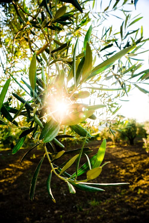 日落, 樹, 橄榄 的 免费素材图片