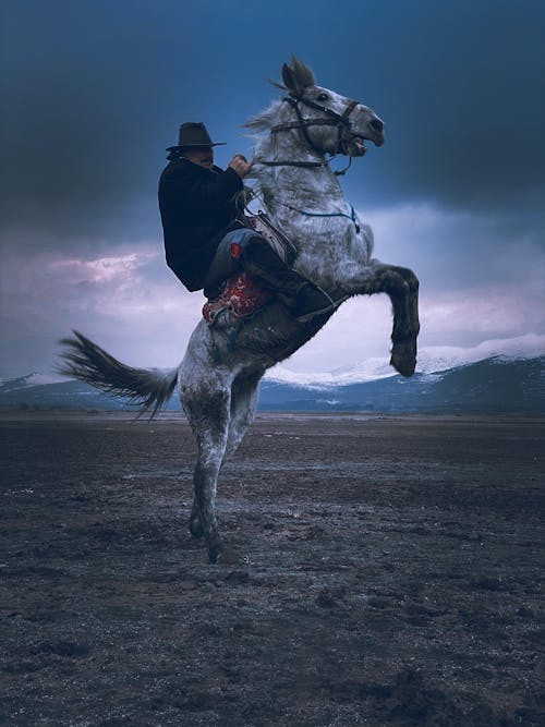 Δωρεάν στοκ φωτογραφιών με άλογο, άνδρας, γήπεδο