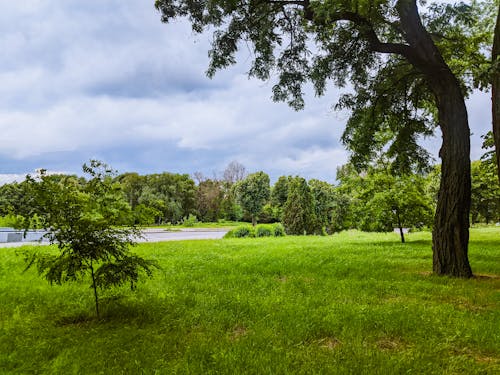 Безкоштовне стокове фото на тему «дерева, зелена трава, краєвид»