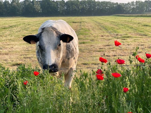 Imagine de stoc gratuită din bovine, câmp, fermă