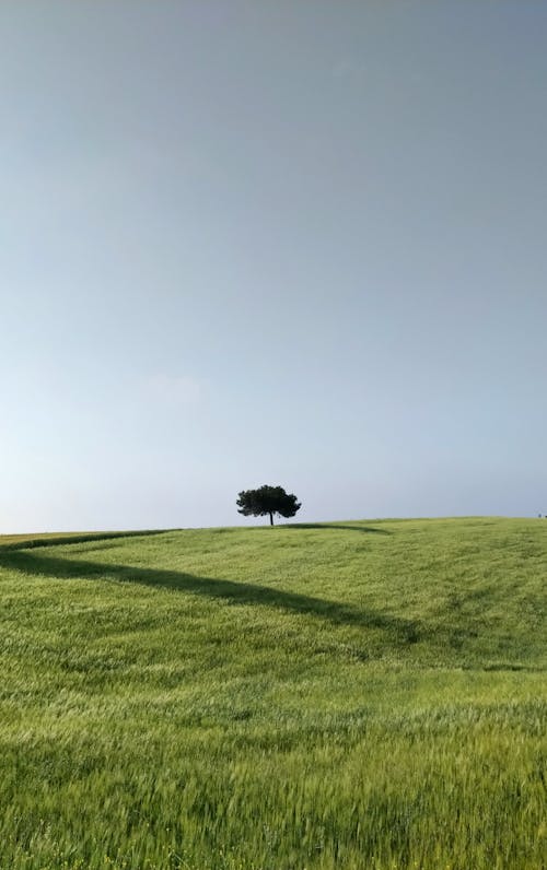 Ingyenes stockfotó farm, fű, függőleges lövés témában