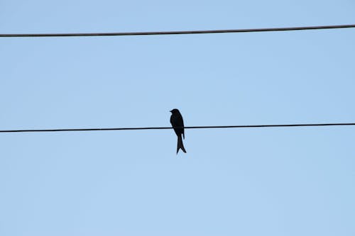 Free stock photo of blue sky, standing, wire