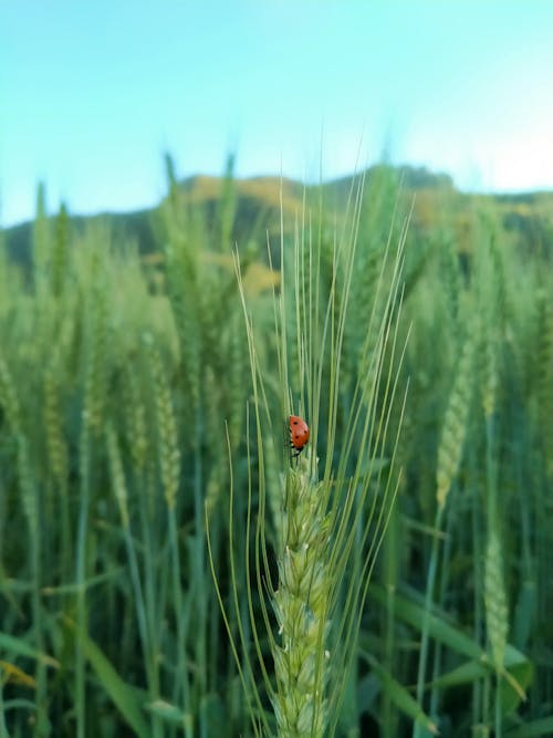 Red Ladybug on Green Wheat Field