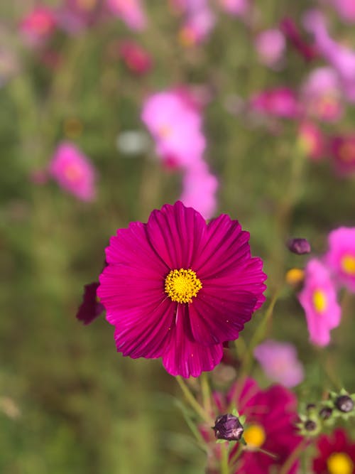 Free Pink Flowers on the Field Stock Photo