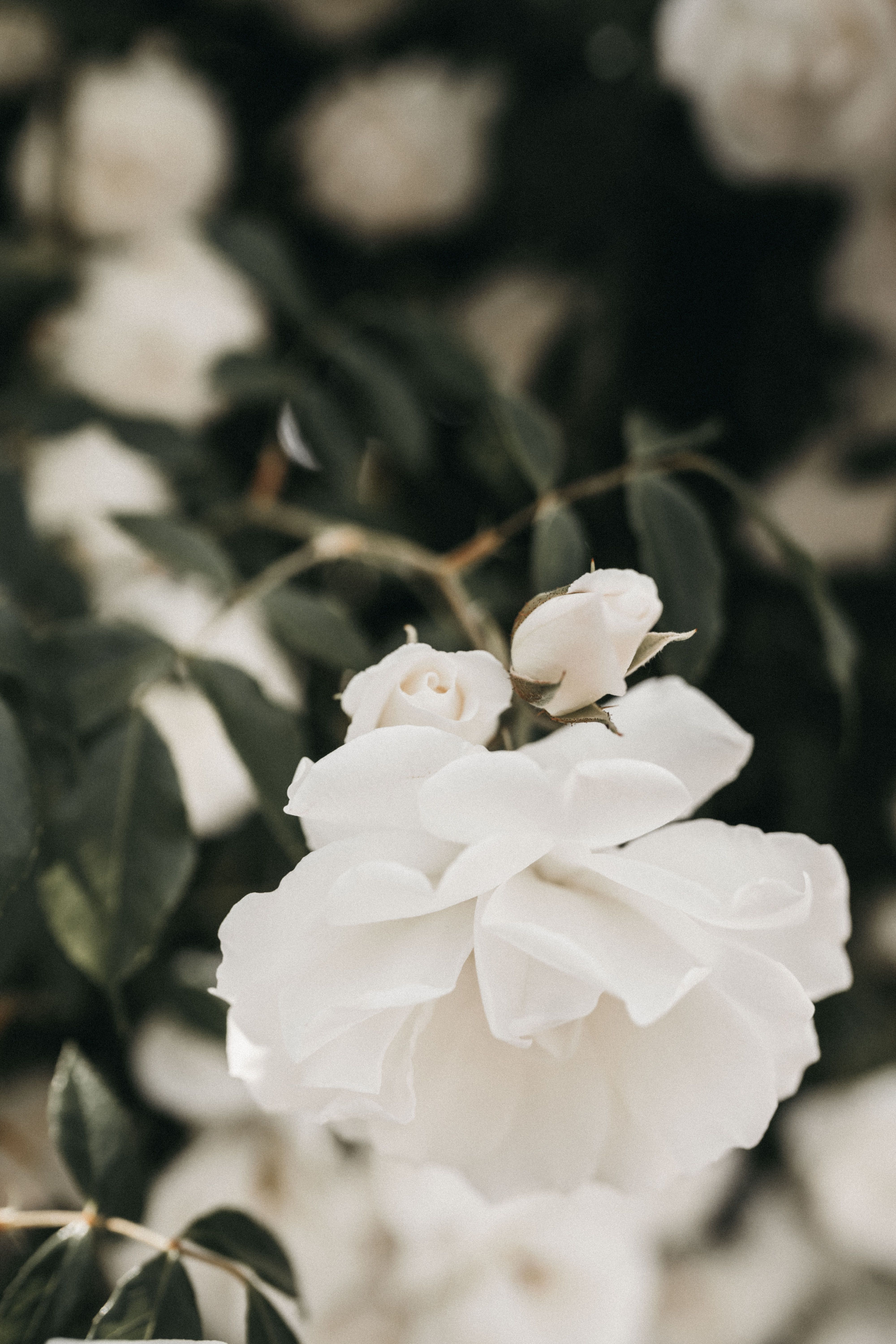 Vintage White Roses Wallpaper