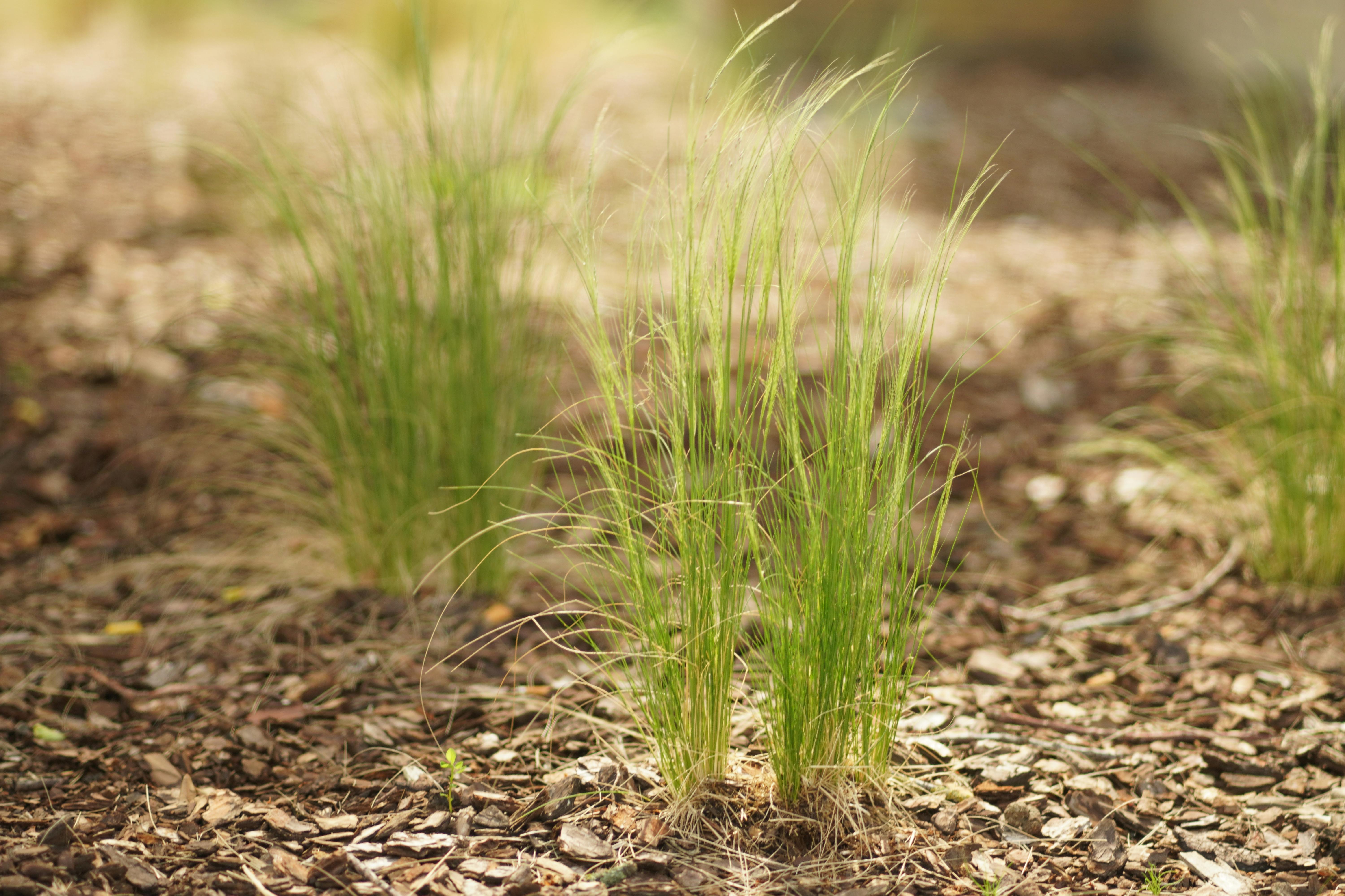 Young, bright green tufts of ornamental grass growing in a garden bed covered in brown wood mulch.