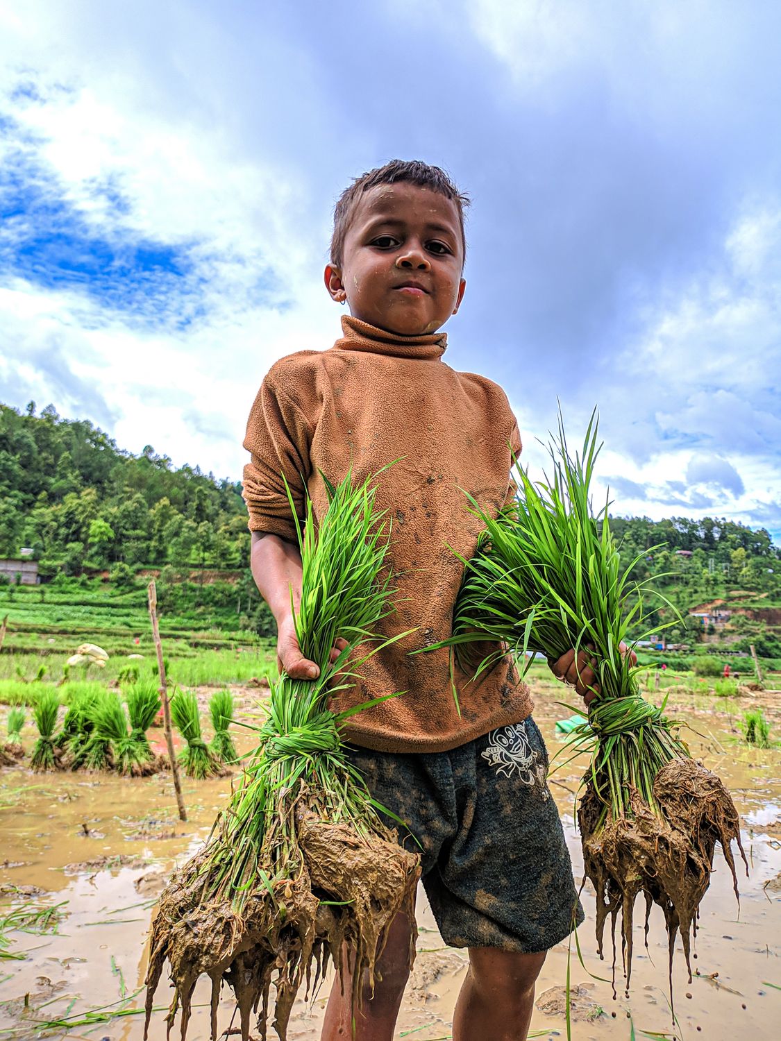 Boy Carry Rice Portrait of a Boy in a Mud Carrying Green Rice Plants · Free Stock Photo