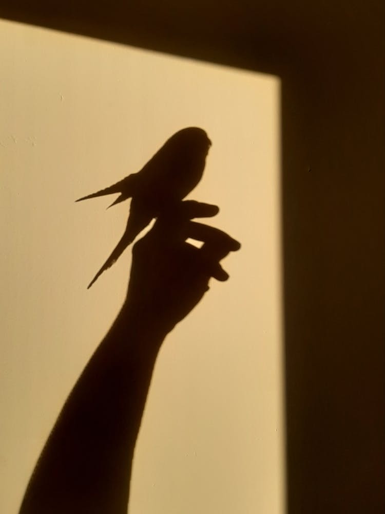 Shadow Of Bird On Person's Hand