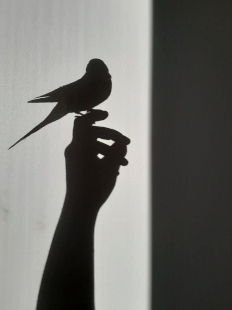 A Shadow Of A Person Holding A Bird