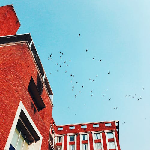 Free Flock of Birds Flying over Brown Concrete Building Stock Photo