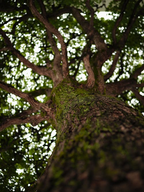 A Mossy Brown Tree Trunk 