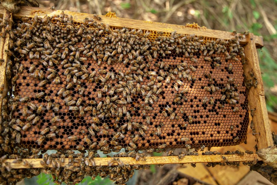 Saskatraz bees on a honeycomb frame in a managed beehive