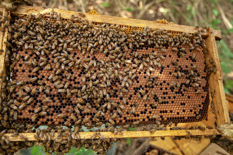 Bees On Beehive