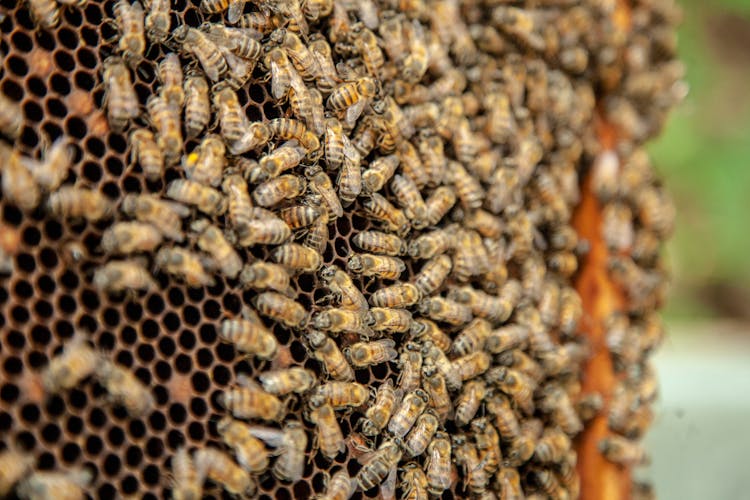 Bees On Beehive