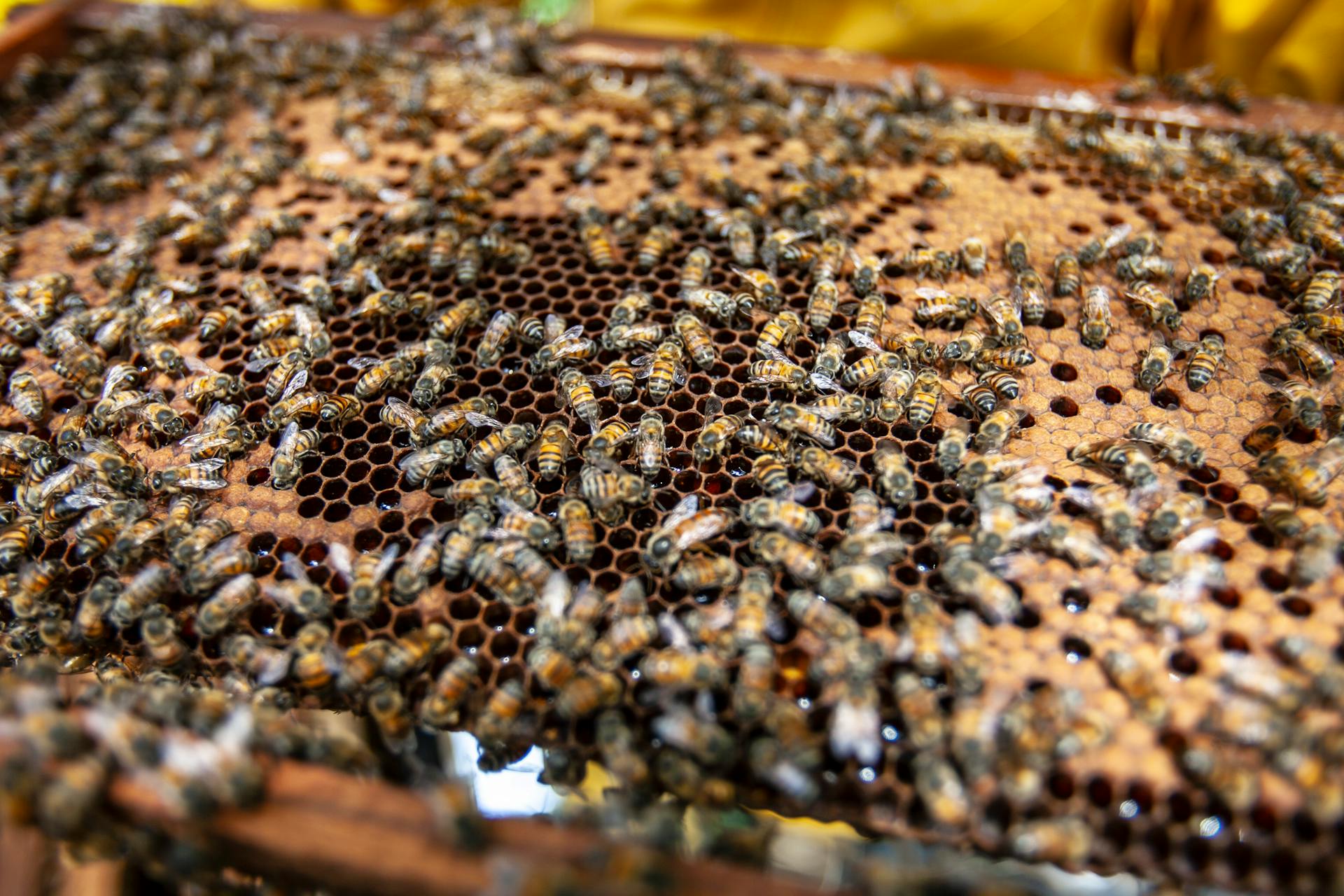 Swarm of Bees on Honeycomb