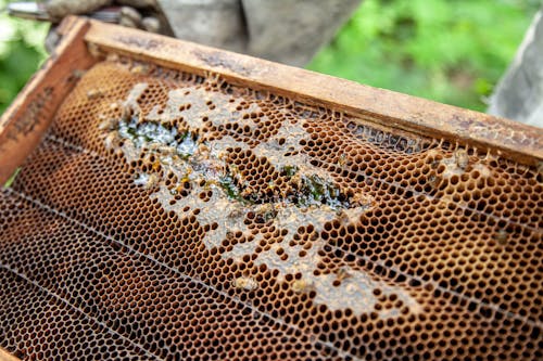 De franc Foto d'estoc gratuïta de abellar, apicultura, bresca d'abella Foto d'estoc
