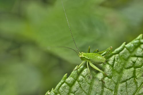Close-Up Shot of Speckled Bush-Cricket on Green Leaf

