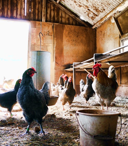 Troupeau De Poule