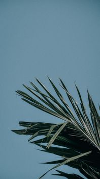 A minimalist image of a palm leaf with a clear blue sky background, offering a tranquil tropical vibe.