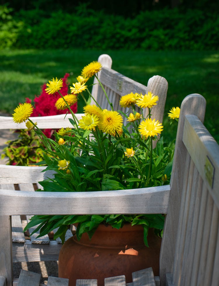 Potted Dandelions Blooming Outdoors In Summer