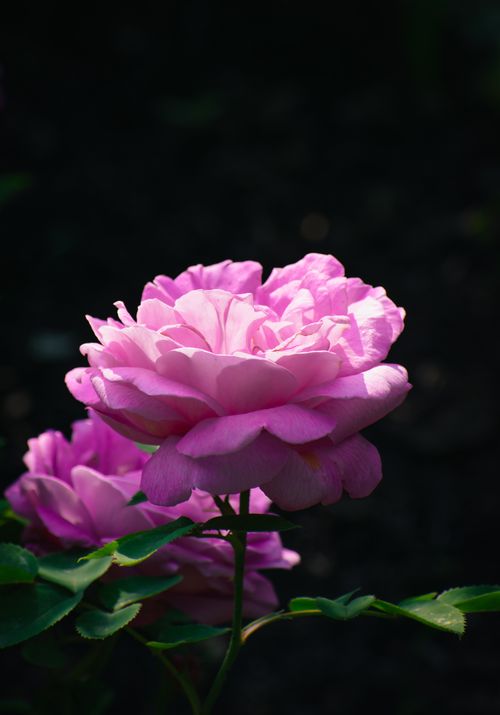 Free A stunning close-up of pink roses in full bloom, captured in vivid sunlight against a dark background. Stock Photo