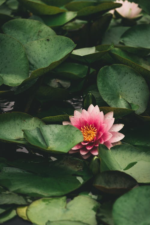 Lotus Water Lily Blooming in a Pond