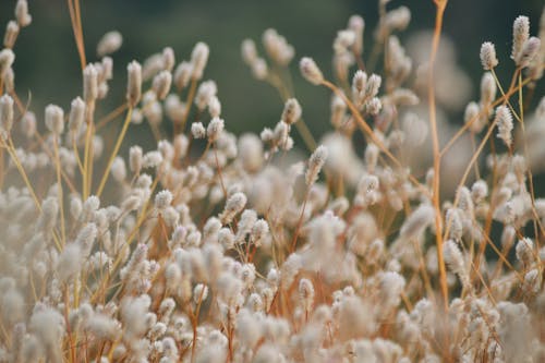 Selektive Fotografie Von Weißen Clusterblumen