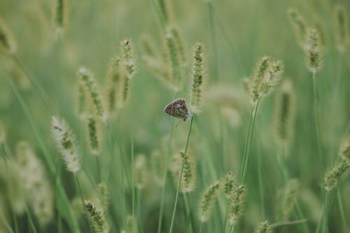 Gratis stockfoto met antennes, geleedpotige, gras