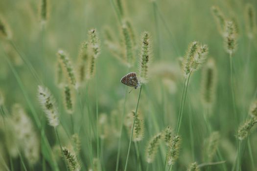 Brown Butterfly Perched on Tall Grass