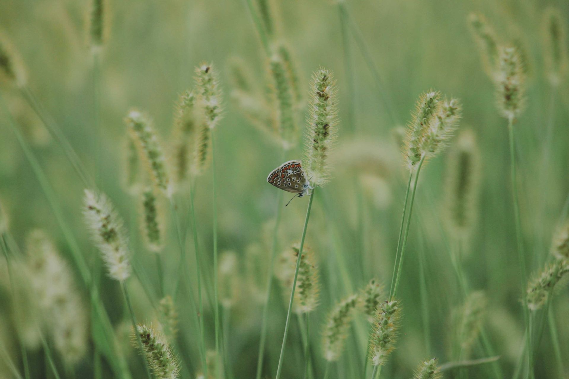 A butterfly rests on green foxtail grass in a tranquil outdoor setting, capturing nature's serene beauty.