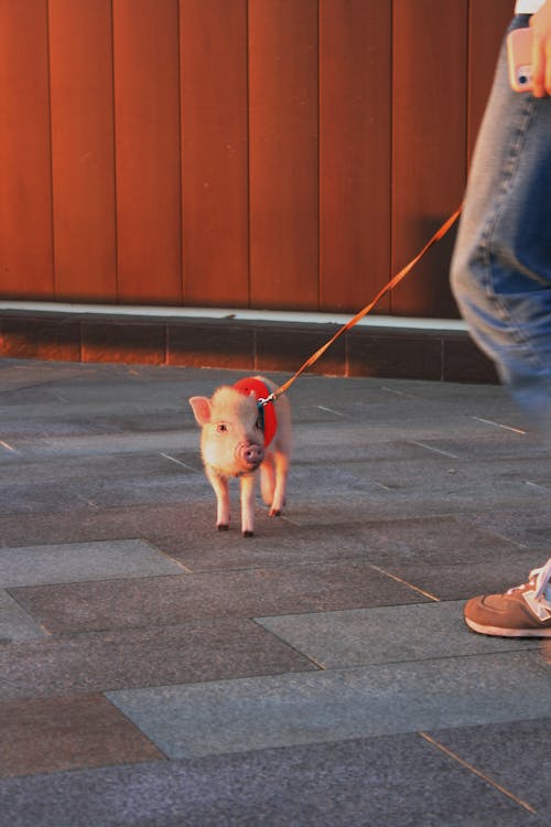 Brown Piglet on a Leash