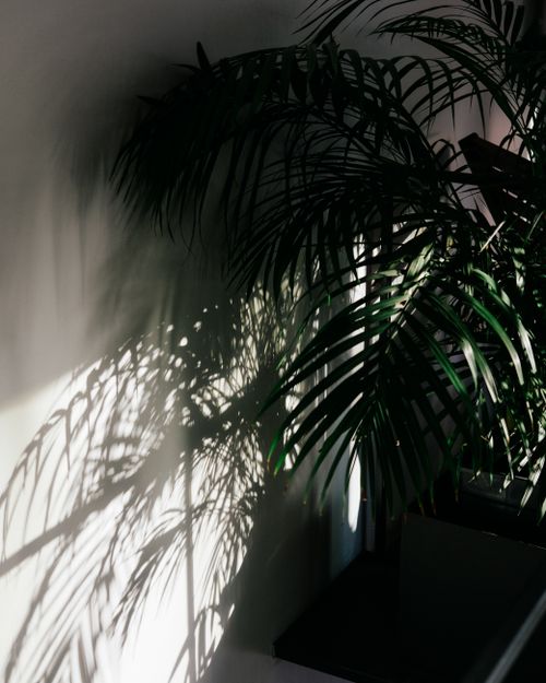 Free Sunlight creates striking shadows of palm leaves on a wall, offering a dramatic indoor scene. Stock Photo