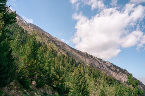 Free Scenic View of a Mountain with Coniferous Trees Stock Photo
