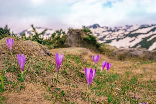 Gratuit Imagine de stoc gratuită din brândușă, Bulgaria, flori mov Fotografie de stoc