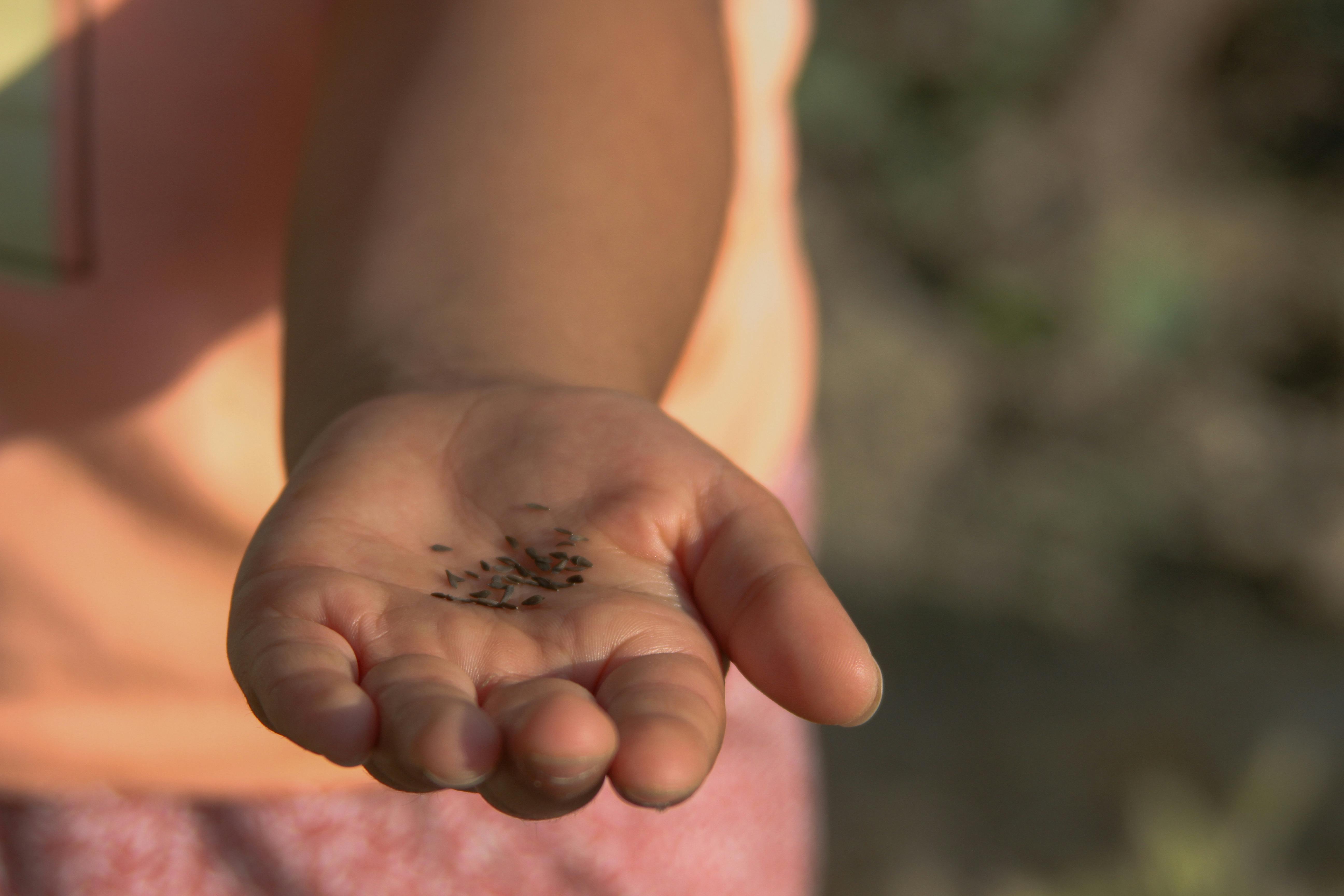 Gardener sowing carrot seeds directly into prepared soil.